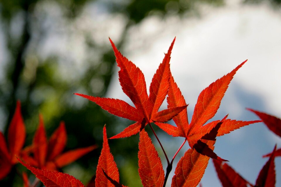 Fall autumn season