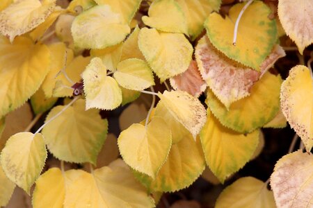 Fall foliage emerge decoration