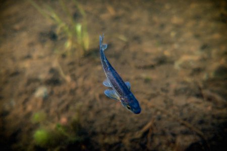 Redside Shiner - Richardsonius balteatus