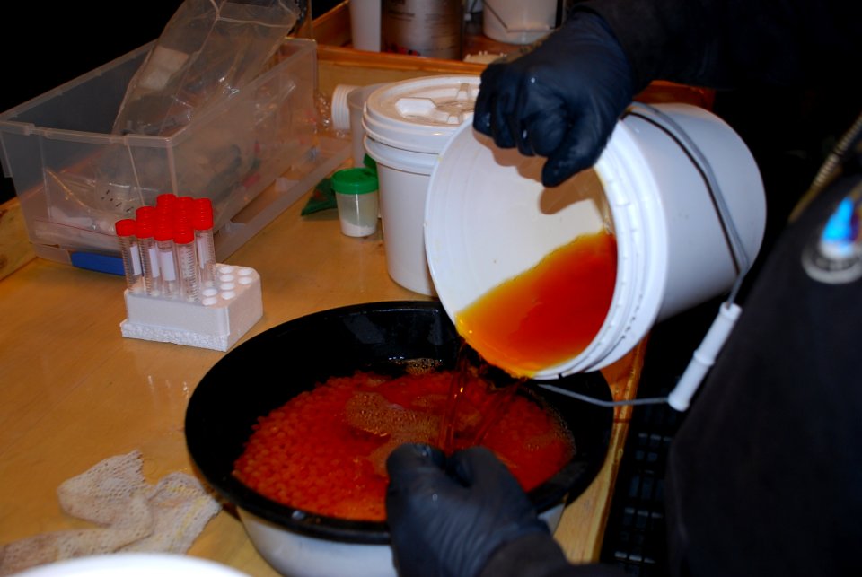 Atlantic salmon eggs used for spawning at Craig Brook National Fish Hatchery. Photo: USFWS photo