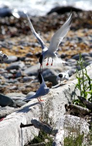 Roseate Terns Being Harrassed By Common Tern Neighbors photo