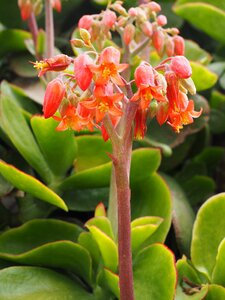 Bloom orange red
