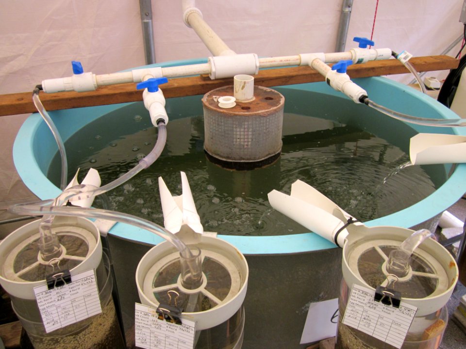 Water slides for shad larvae