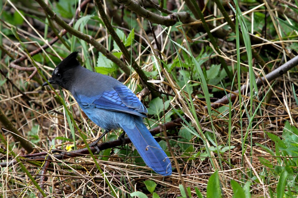Steller's Jay (Cyanocitta Stelleri)