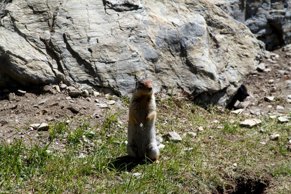 Columbia Ground Squirrel at Logan Pass