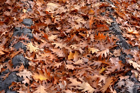 Oak leaf nature autumn leaf photo