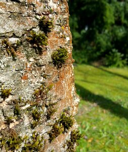 Moss tree bark bark
