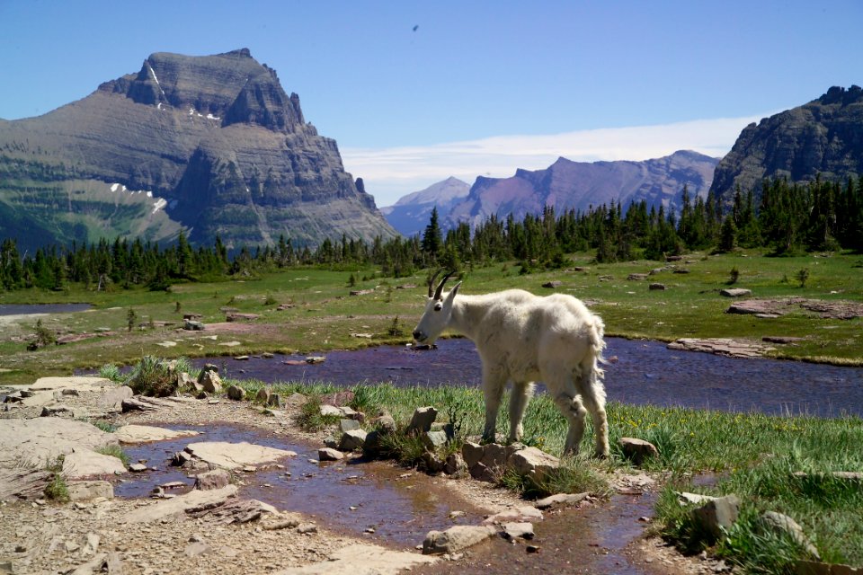 Mountain Goat photo