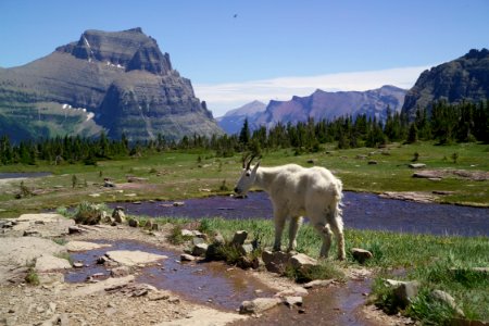 Mountain Goat photo