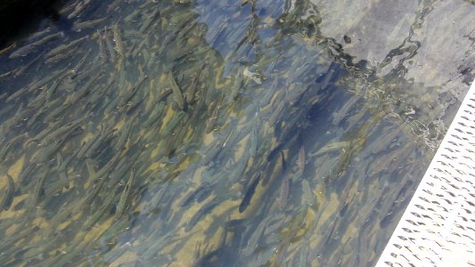 Brook Trout in Raceway
