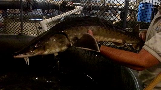 Atlantic Sturgeon