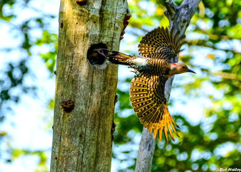 Northern Flicker in flight
