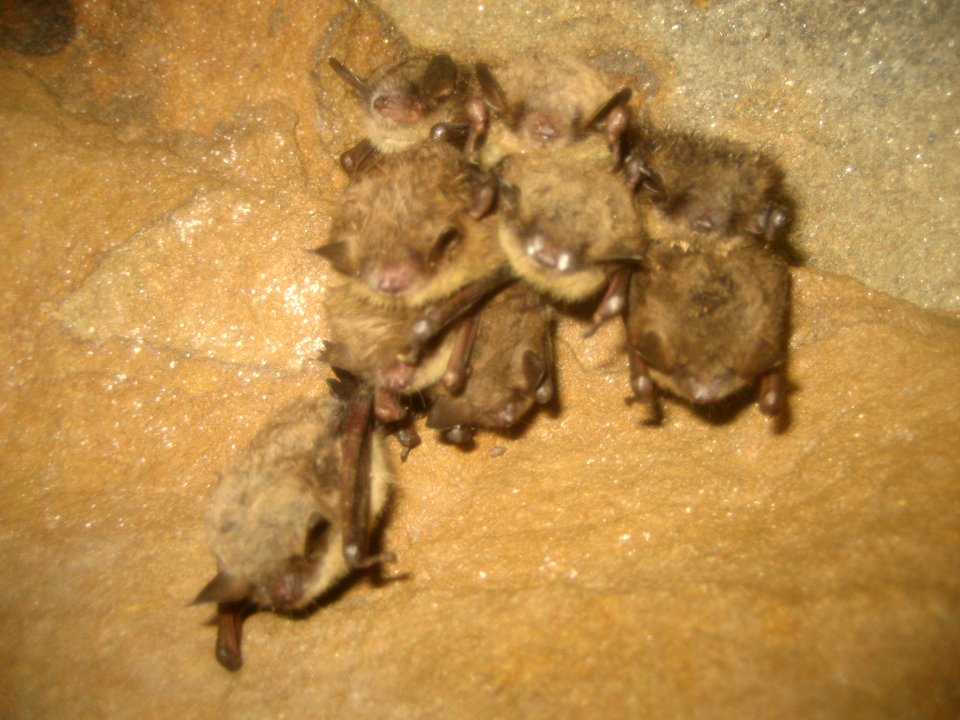Bat survey in Ohio - 03/18/2011