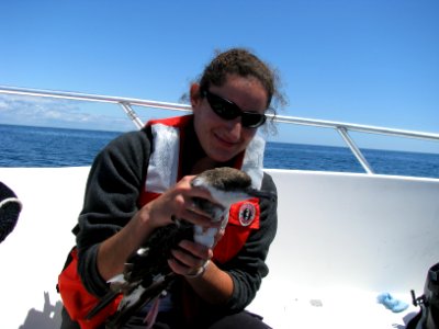 Tagging greater shearwater