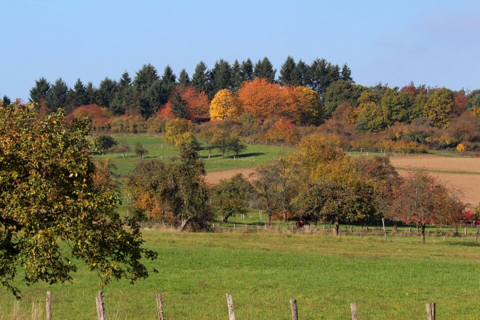 Nature golden autumn fall foliage photo