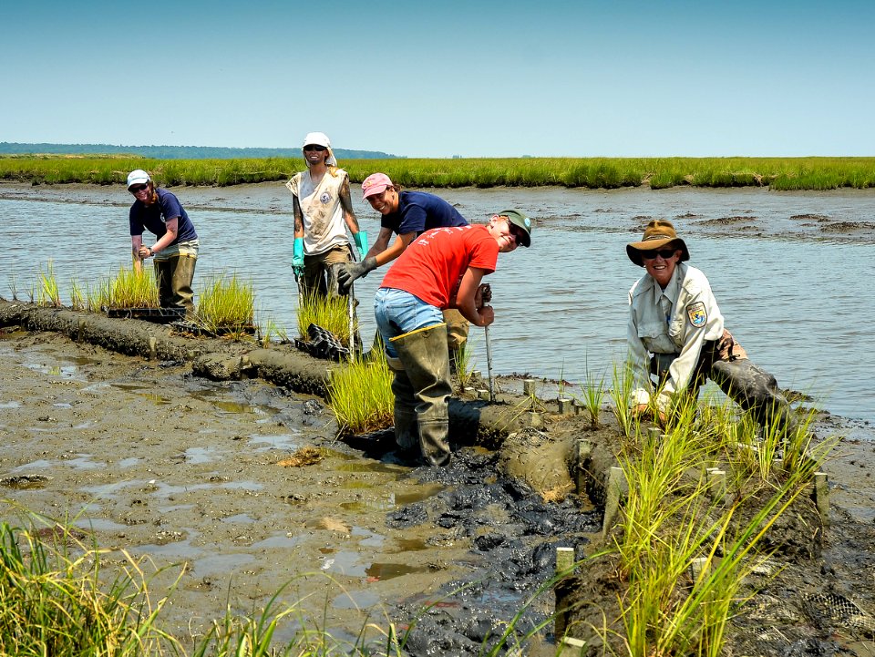 Restoring Tidal Marsh