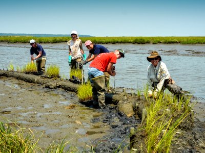 Restoring Tidal Marsh photo