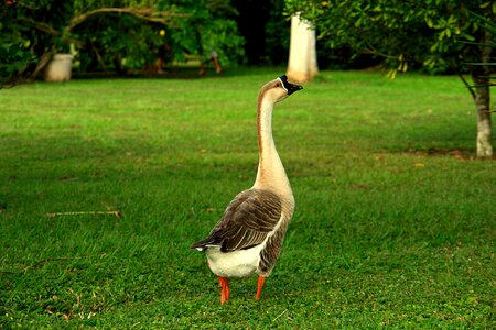 Nature fauna royalty