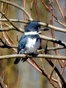 Belted kingfisher photo