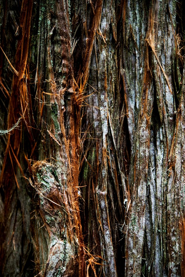 Trail of the Cedars - Hairy
