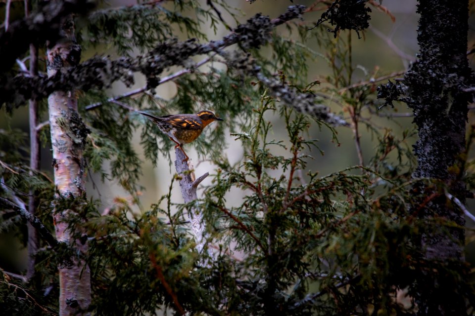 Varied Thrush (Ixoreus naevius)