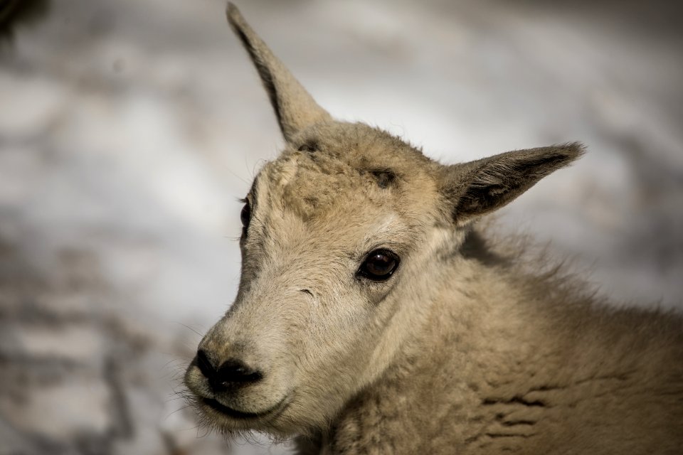 Mountain Goat Kid photo