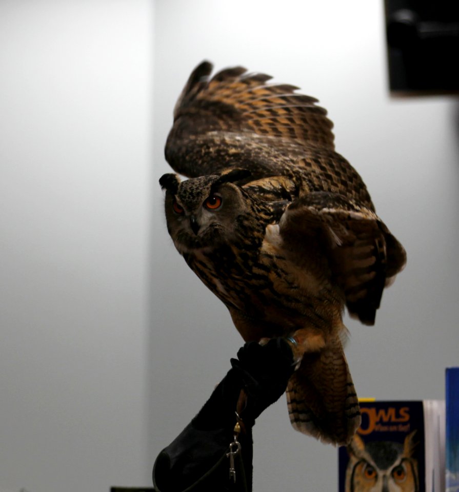 Great Horned Owl