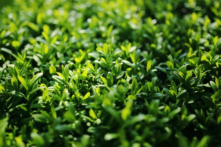Leaf shrubs green