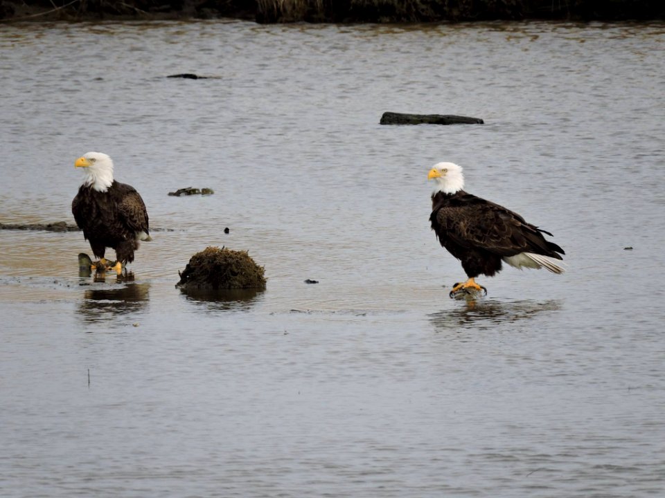Two bald eagles at Eastern Neck National Wildlife Refuge