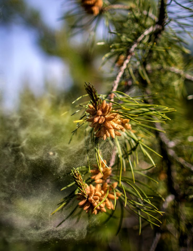 Lodge Pole Pine Pollen