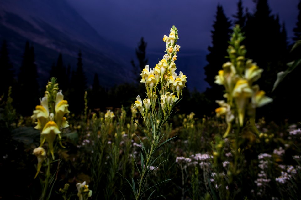 Yellow Toadflax - Linaria vulgaris