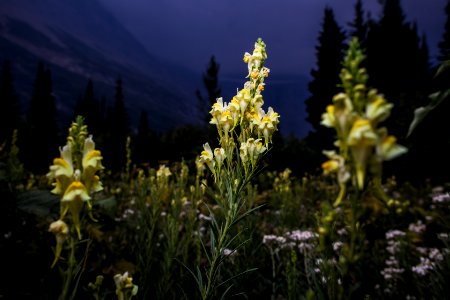 Yellow Toadflax - Linaria vulgaris photo