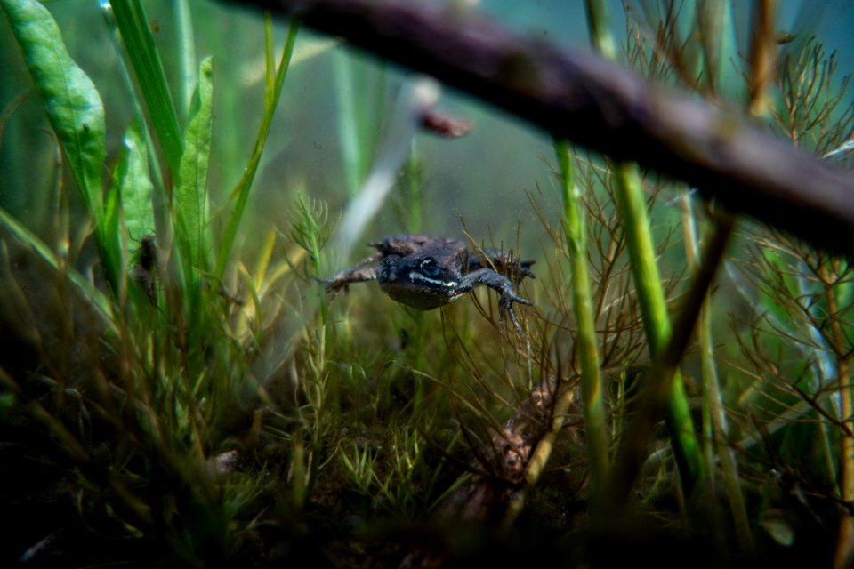Columbia Spotted Frog (Rana luteiventris)