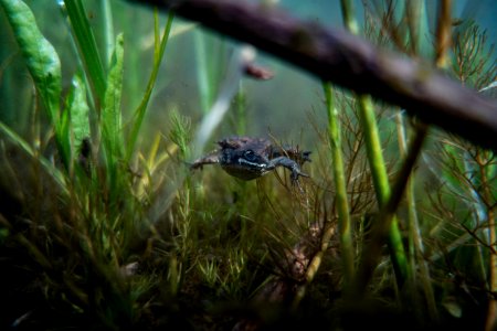 Columbia Spotted Frog (Rana luteiventris)
