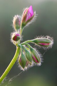 Bud geranium nature
