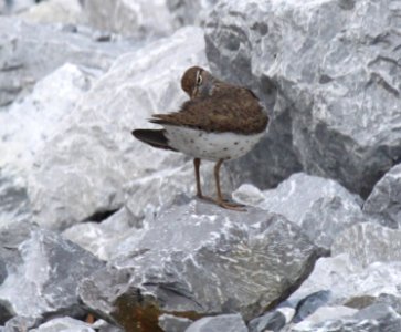 Spotted Sandpiper