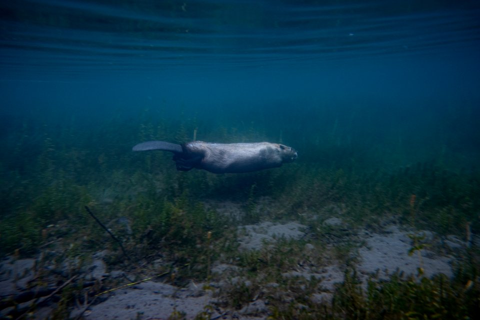 Beaver (Castor canadensis) Underwater