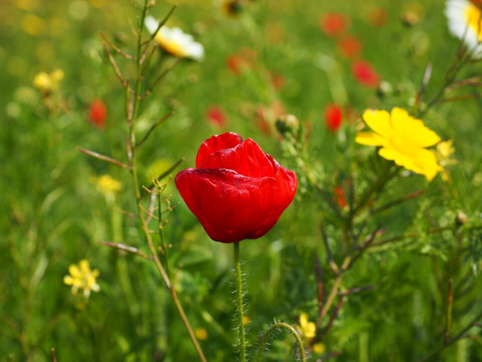 Red poppy red flower