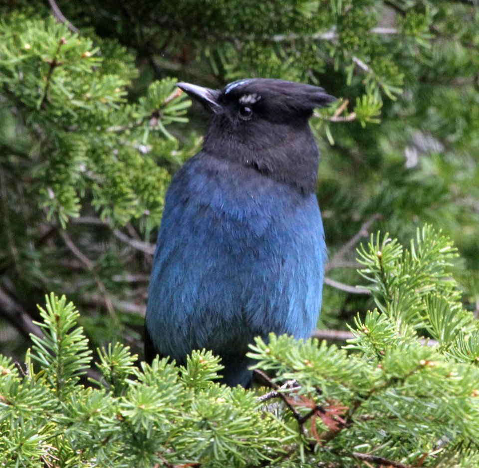 Steller's Jay (Cyanocitta Stelleri)