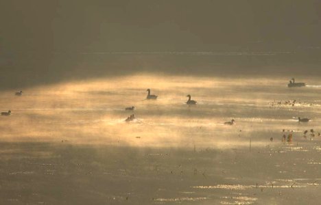 Waterfowl in morning fog at John Heinz National Wildlife Refuge at Tinicum