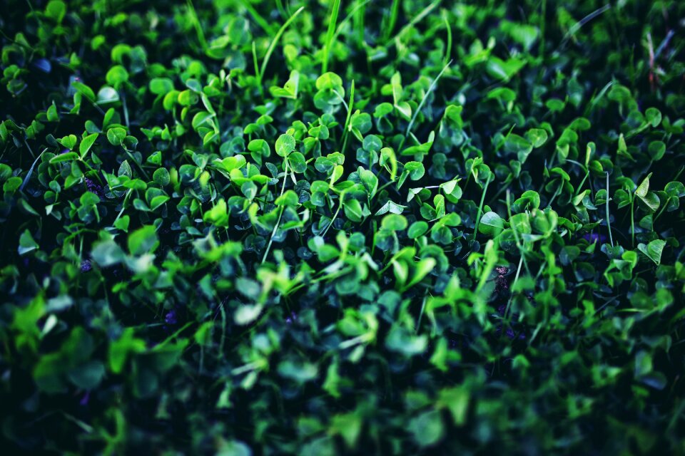 Plant green young photo
