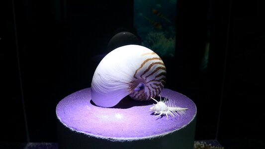 Nautilus marine shellfish