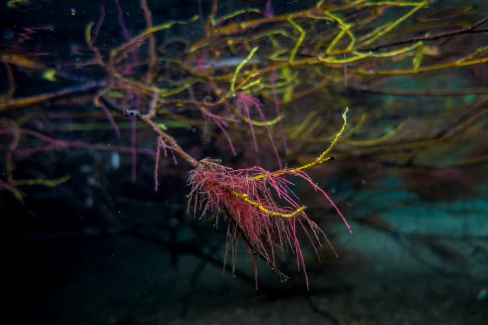 Adventitious roots growing from Willow branches in the St. Mary River