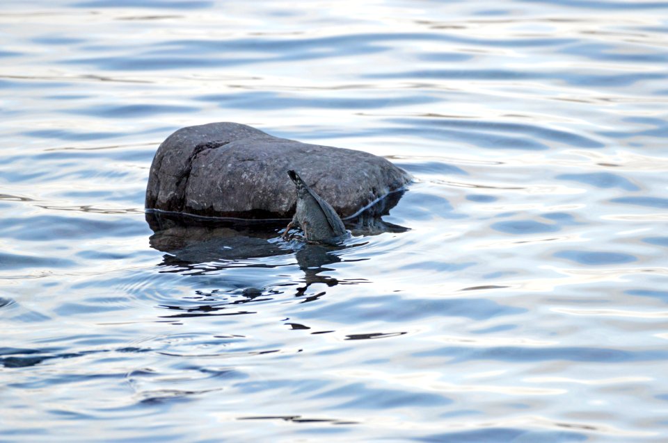 Dipper at Lake McDonald