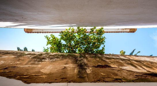 Limonero en Cáceres