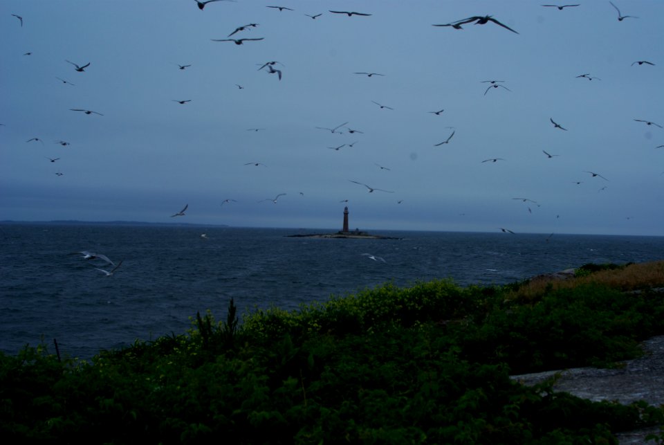 Great Gull Island, NY
