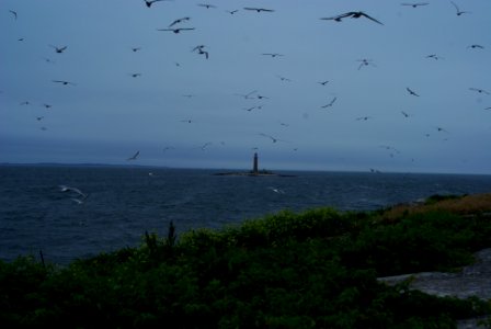 Great Gull Island, NY