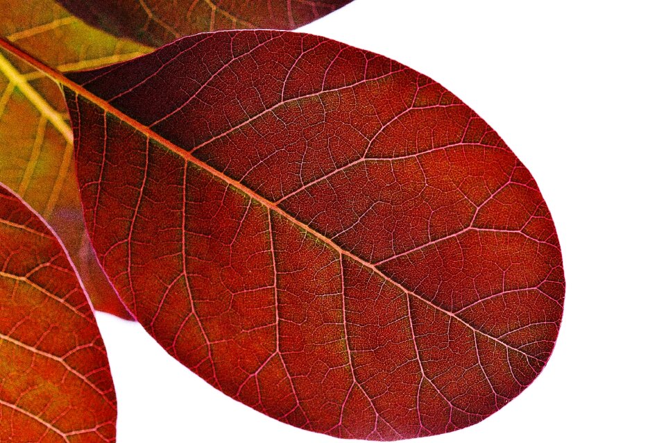 Nature red background