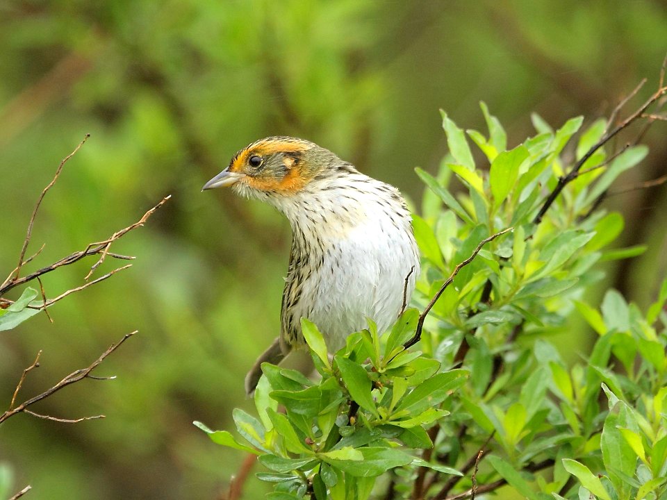 Saltmarsh sparrow adult