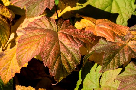 Thimbleberry (Rubus parviflorus) photo